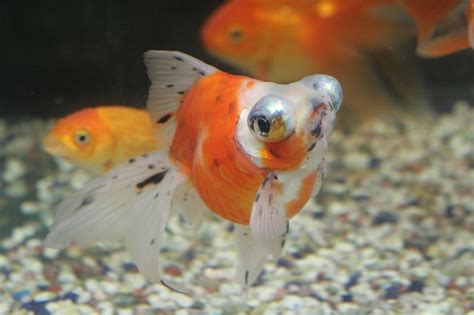 和金|【金魚】和金の飼い方育て方【飼育方法を網羅的に解説します】。